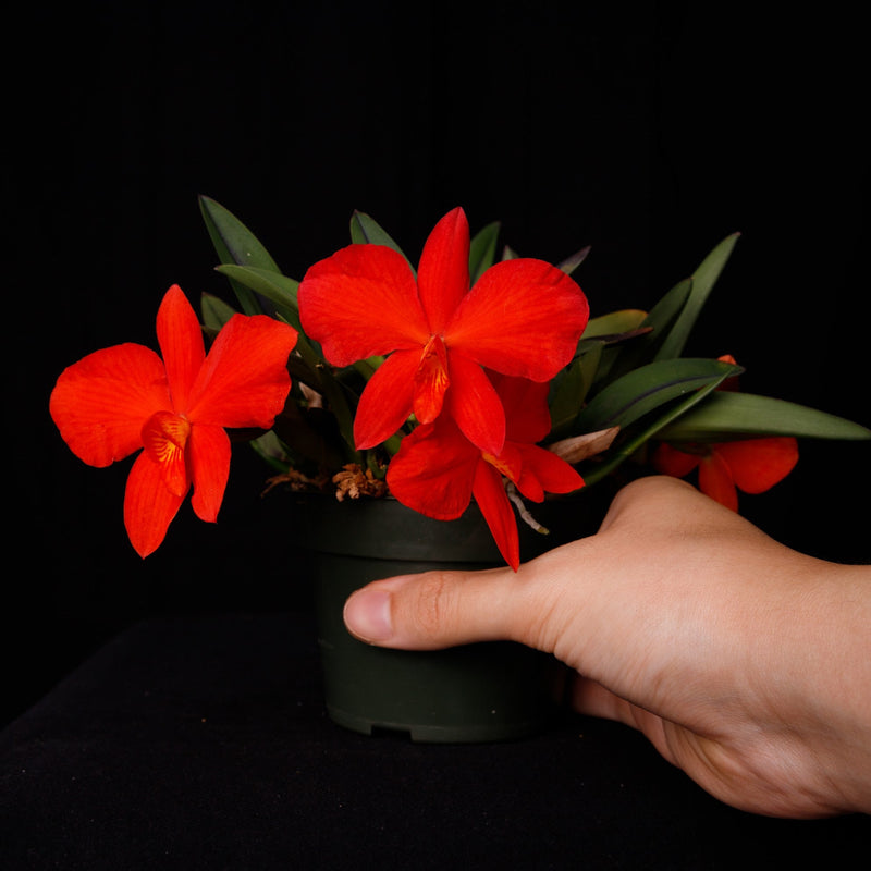 Cattleya Alliance