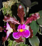 Cattleya schilleriana 'SVO III' AM/AOS x 'Afri' AM/AOS, seedling