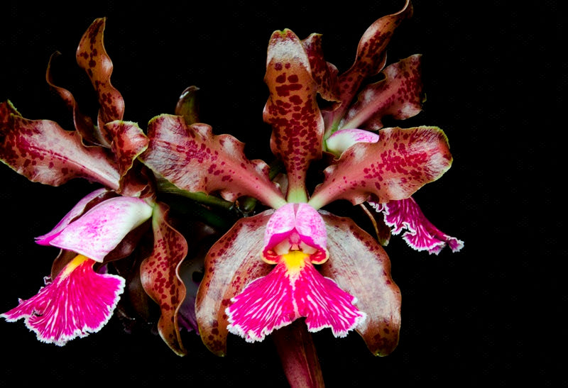 Cattleya schilleriana 'SVO III' AM/AOS x 'Afri' AM/AOS, seedling