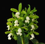 Cattleya tigrina alba 'Too Good' AM/AOS x self treated, Near Bloom Size
