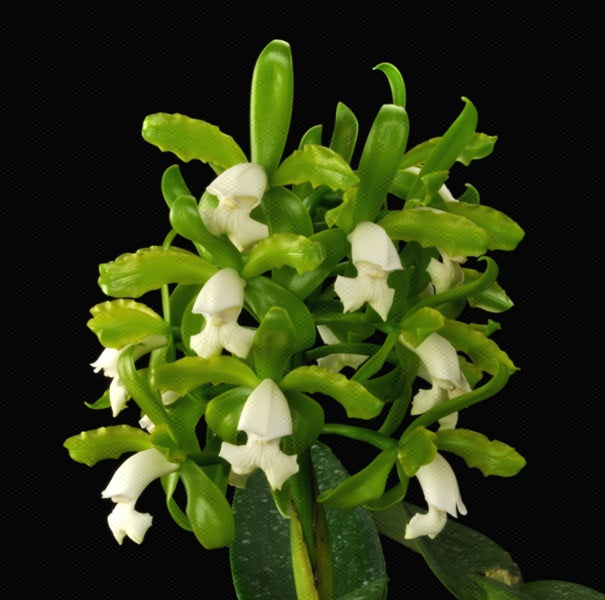 Cattleya tigrina alba 'Too Good' AM/AOS x self treated, Near Bloom Size