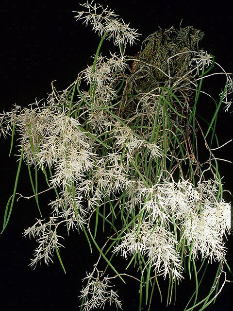 Dendrobium teretifolium, seedlings