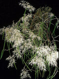 Dendrobium teretifolium, seedlings