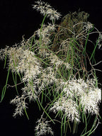 Dendrobium teretifolium, seedlings