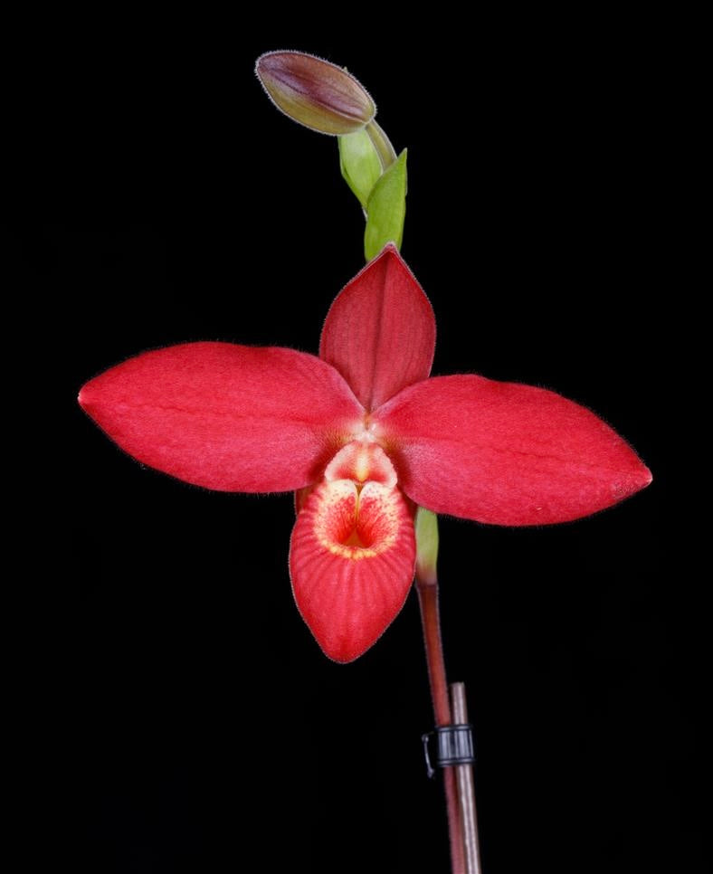 Phragmipedium Jason Fischer, seedlings