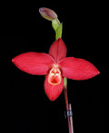 Phragmipedium Jason Fischer, seedlings