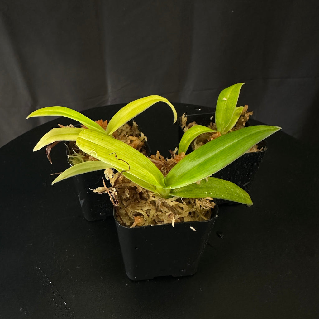 Phragmipedium Jason Fischer, seedlings