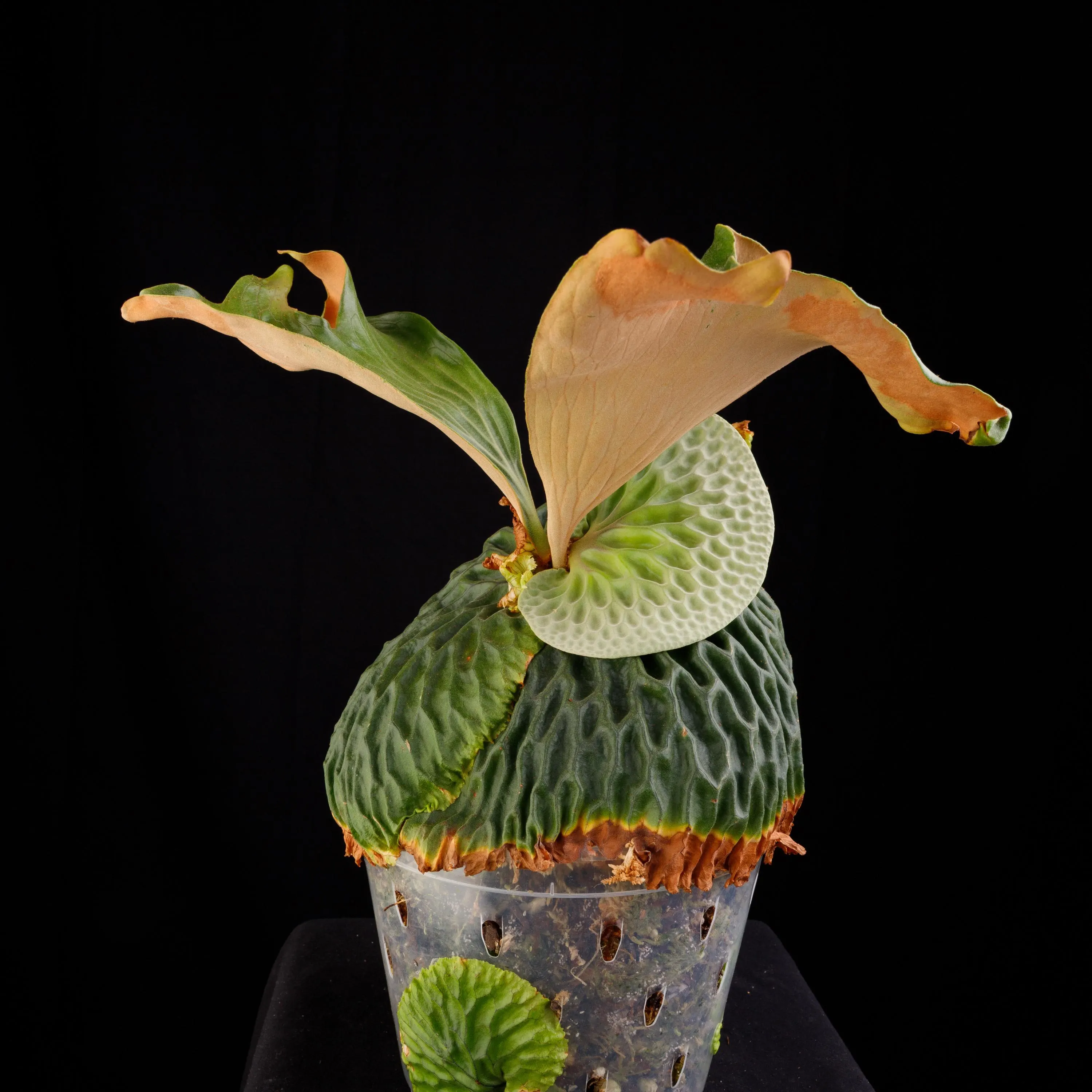 Platycerium madagascariense