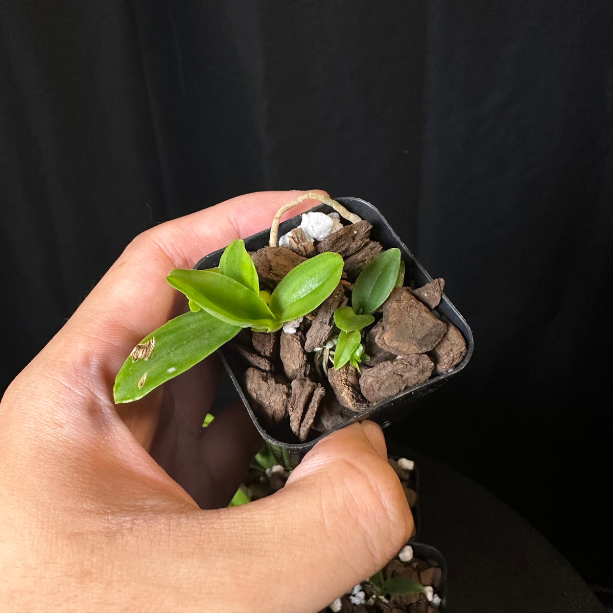 Cattleya mossiae 'Pink Square' x '#3', seedlings