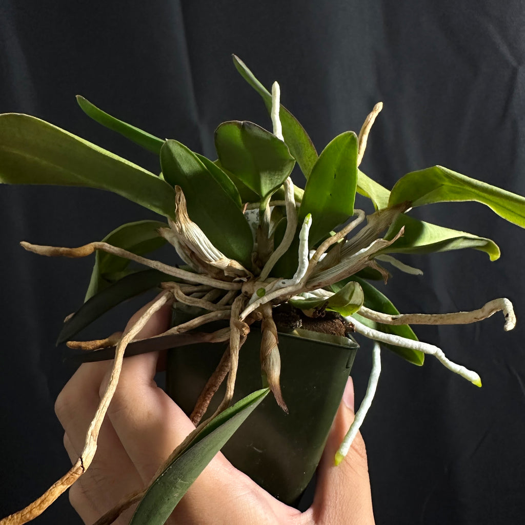 Cattleya schilleriana 'SVO III' AM/AOS x 'Afri' AM/AOS, seedling