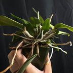Cattleya schilleriana 'SVO III' AM/AOS x 'Afri' AM/AOS, seedling