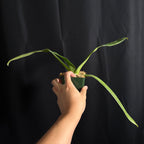 Paphiopedilum sanderianum, NBS