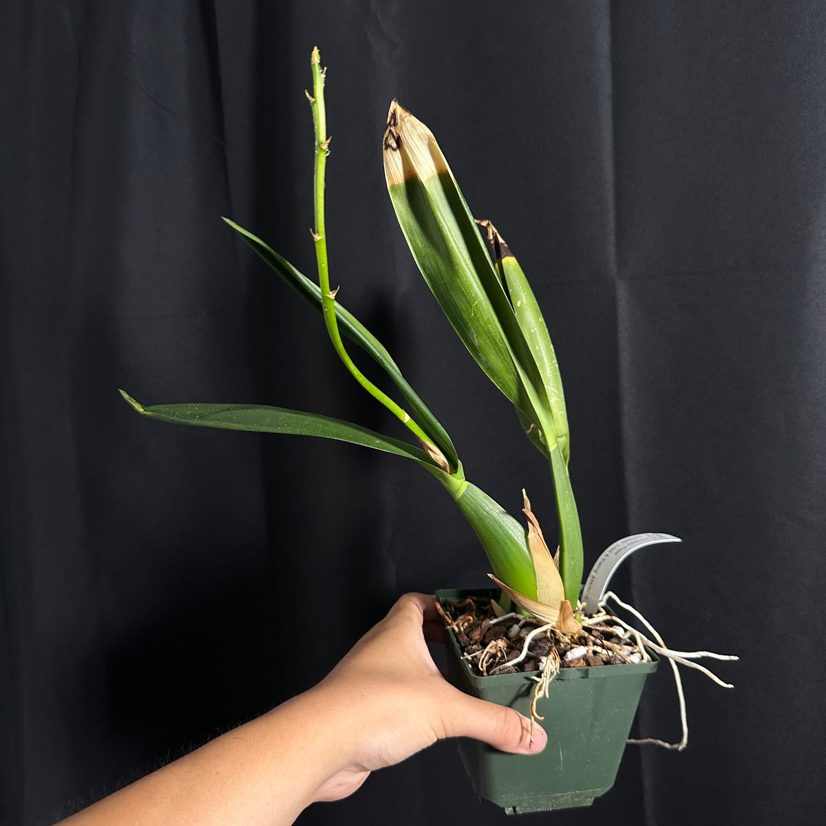 Prosthechea cochelata, Blooming Size