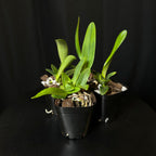 Cattleya mossiae 'Pink Square' x '#3', seedlings