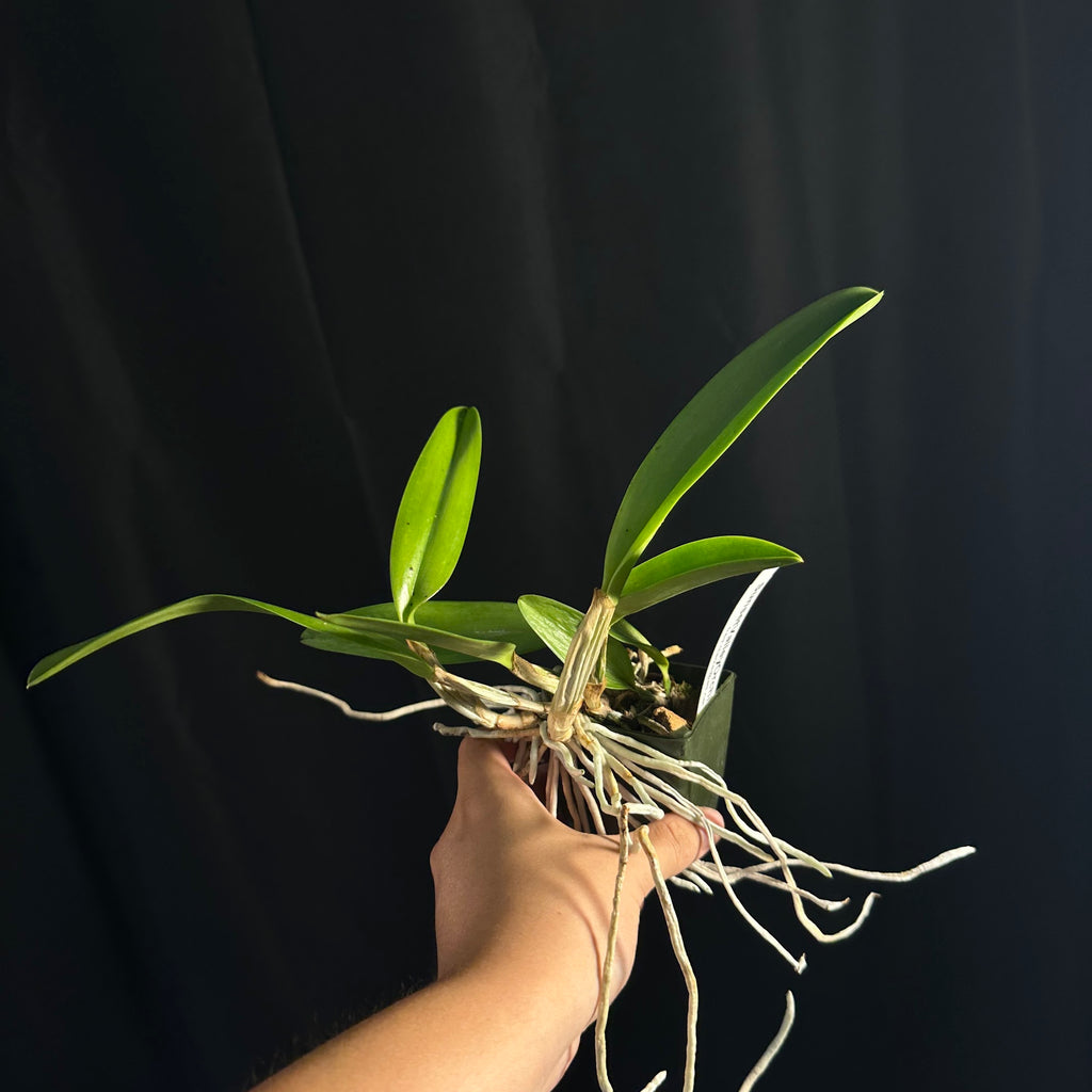 Cattleya lueddemanniana 'Crownfox Goliath' FCC/AOS x self treated, seedling