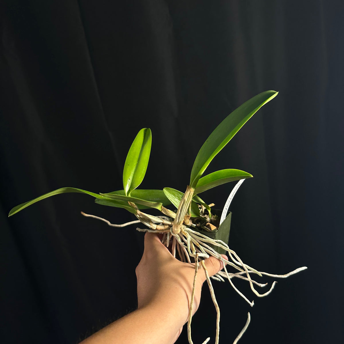 Cattleya lueddemanniana 'Crownfox Goliath' FCC/AOS x self treated, seedling