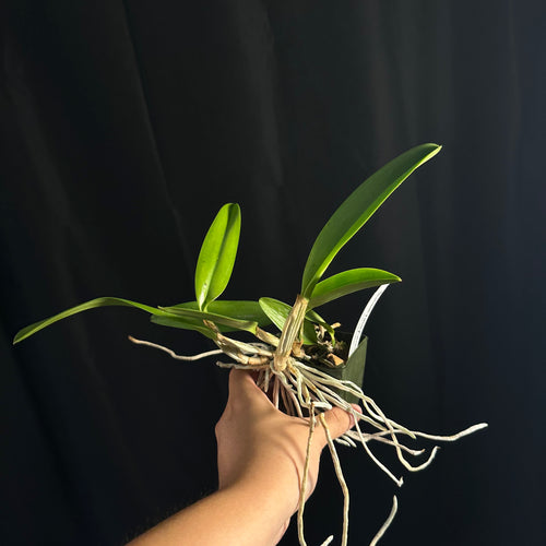 Cattleya lueddemanniana 'Crownfox Goliath' FCC/AOS x self treated, seedling