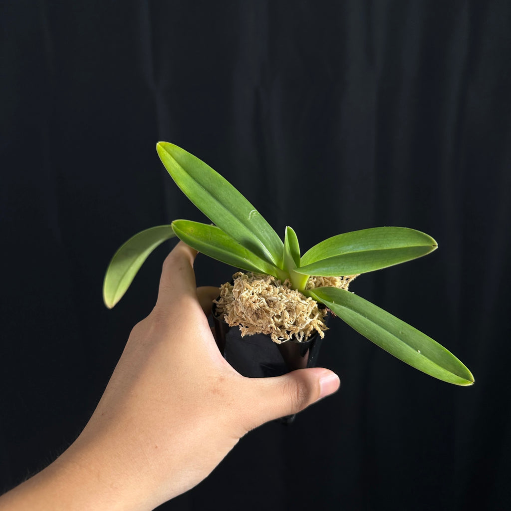 Paphiopedilum rothschildianum 'Mont Millais' x self, seedling