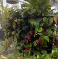 Sphyrospermum dissimile 'Jay's Red'