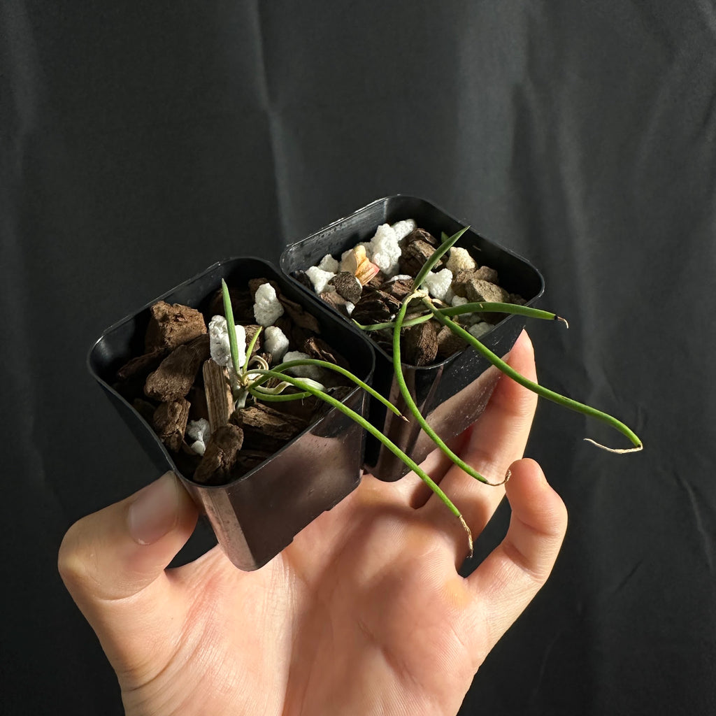 Dendrobium teretifolium, seedlings