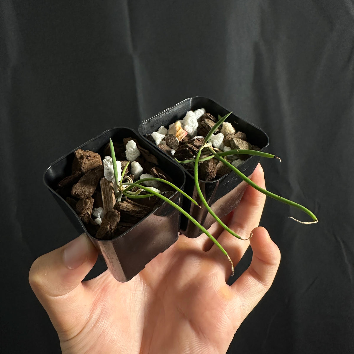 Dendrobium teretifolium, seedlings