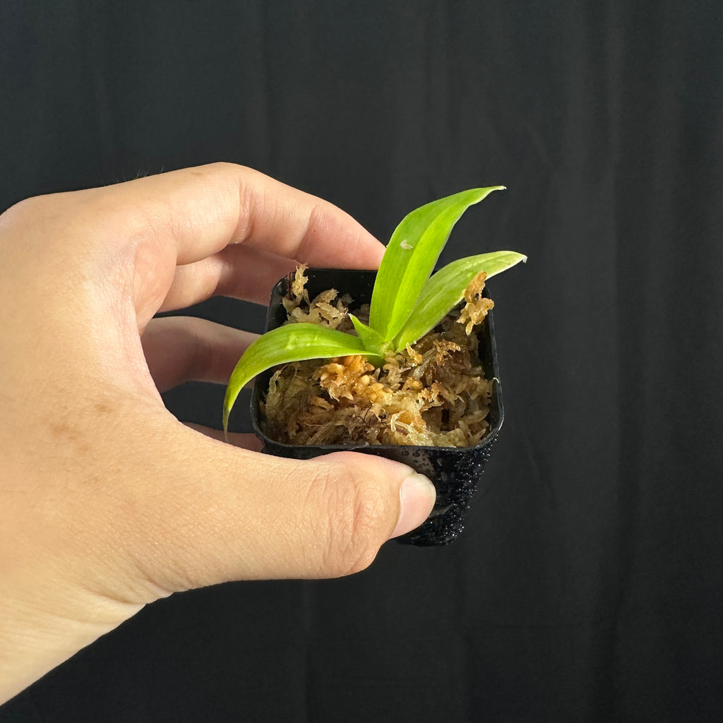 Phragmipedium Jason Fischer, seedlings