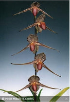 Paphiopedilum rothschildianum 'Mont Millais' x self, seedling