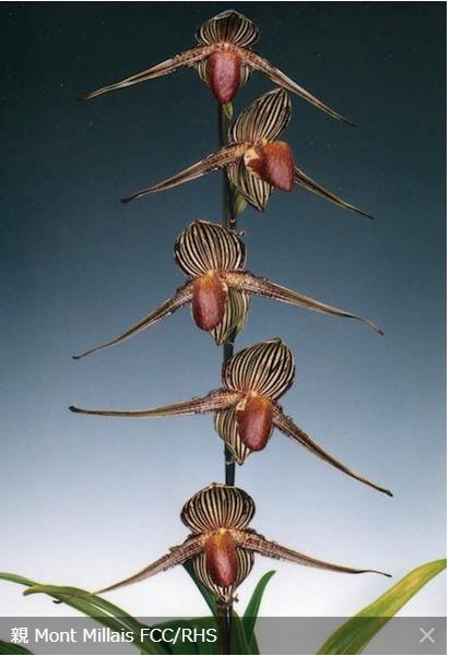 Paphiopedilum rothschildianum 'Mont Millais' x self, seedling