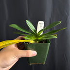 Paphiopedilum supardii, seedling