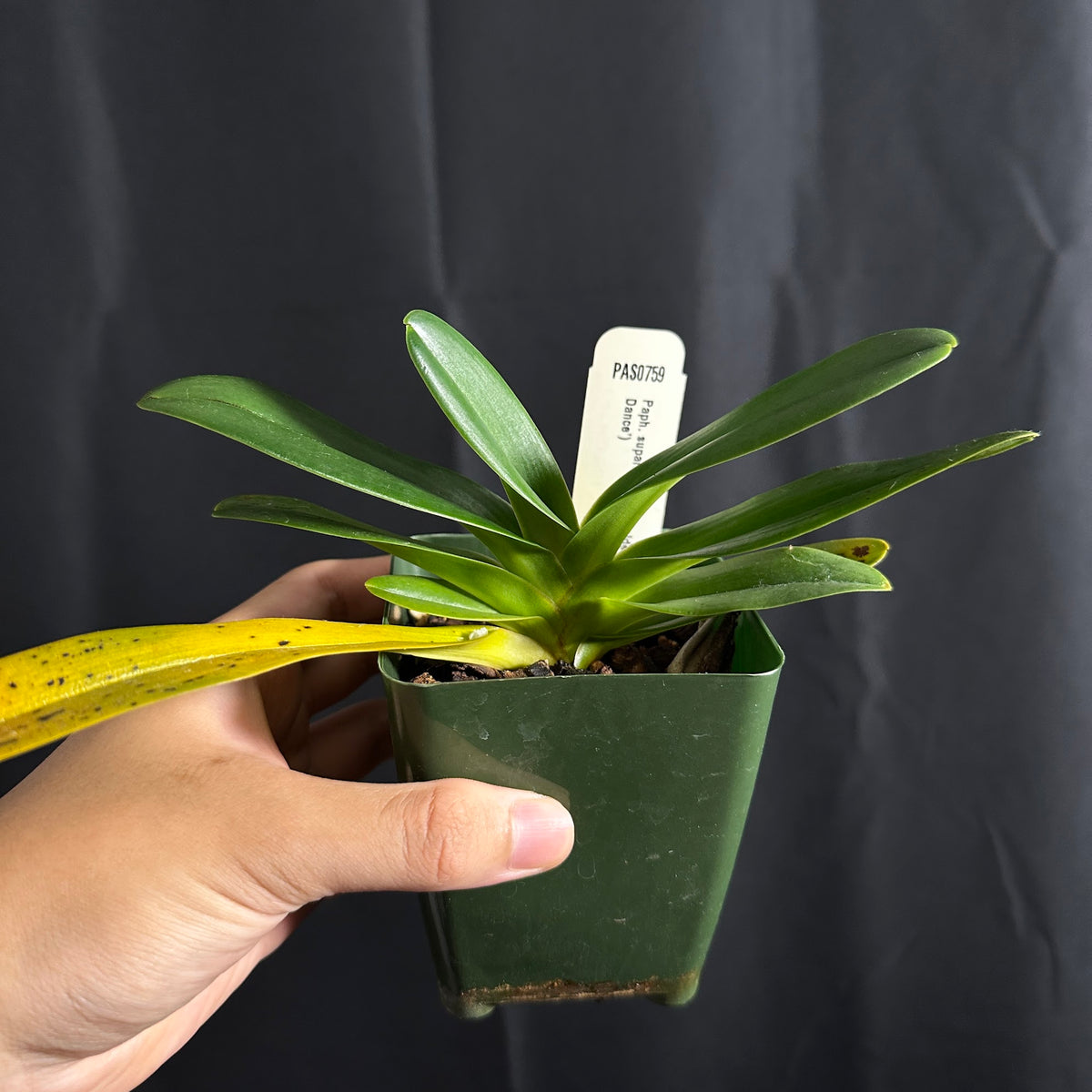 Paphiopedilum supardii, seedling