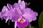 Cattleya lueddemanniana 'Crownfox Goliath' FCC/AOS x self treated, seedling