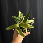 Cattleya schilleriana 'SVO III' AM/AOS x 'Afri' AM/AOS, seedling