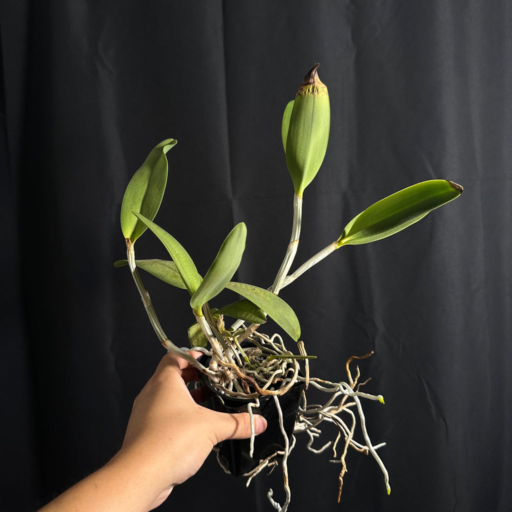 Cattleya tigrina alba 'Too Good' AM/AOS x self treated, Near Bloom Size