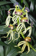 Prosthechea cochelata, Blooming Size