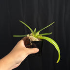Paphiopedilum rothschildianum 'Mont Millais' x self, seedling