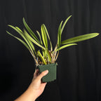 Cattleya Shinfong Little Rouge, Blooming Size