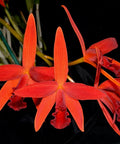 Cattleya Shinfong Little Rouge, Blooming Size