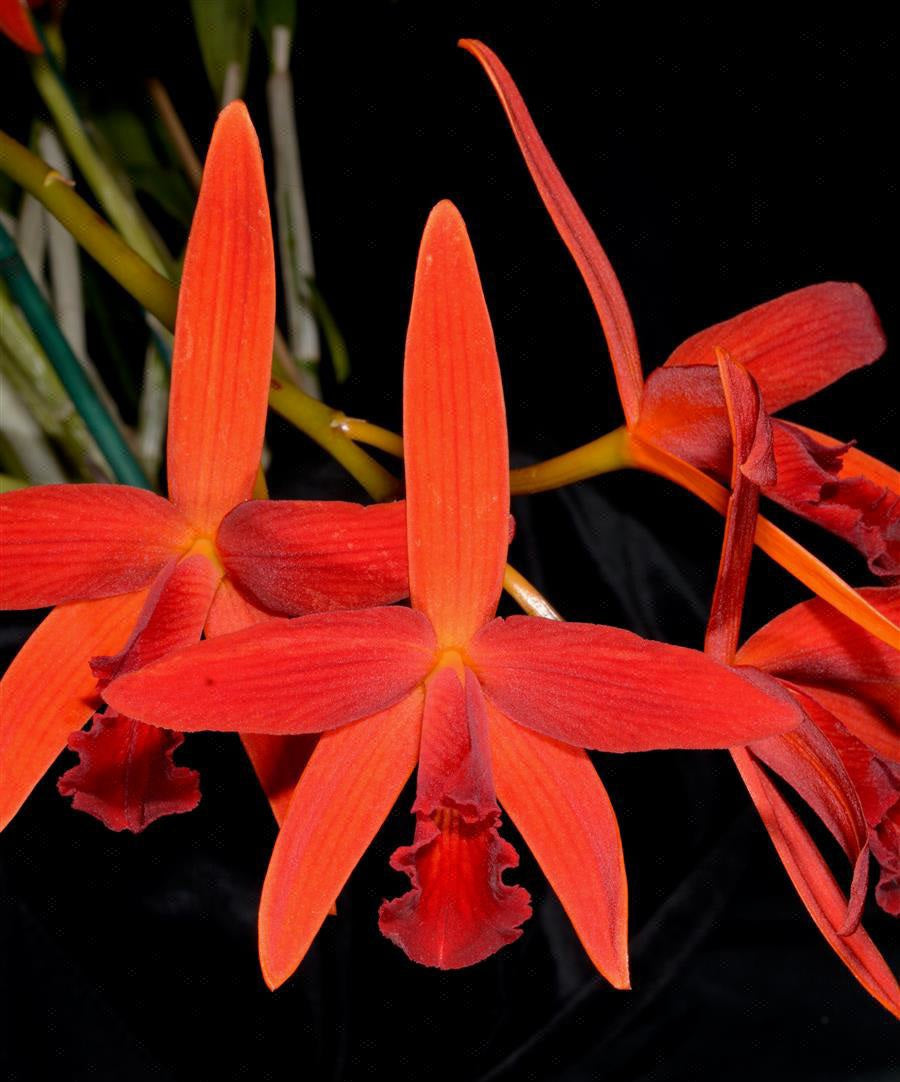 Cattleya Shinfong Little Rouge, Blooming Size