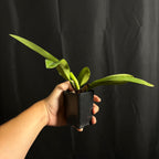 Cattleya Triumphans 4N, Near Bloom Size
