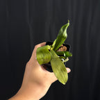 Aerangis kotschyana, Near Bloom Size