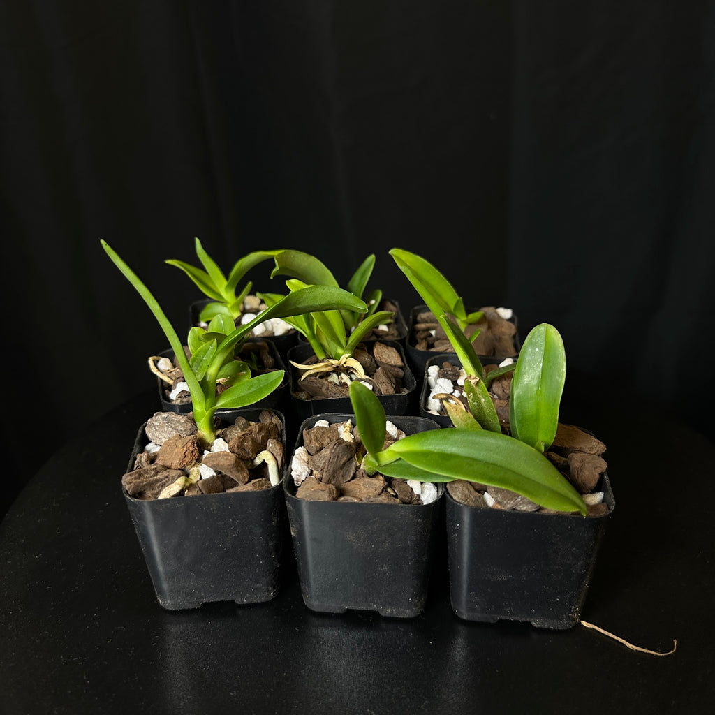 Cattleya mossiae 'Pink Square' x '#3', seedlings