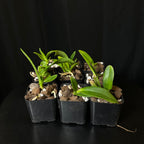 Cattleya mossiae 'Pink Square' x '#3', seedlings