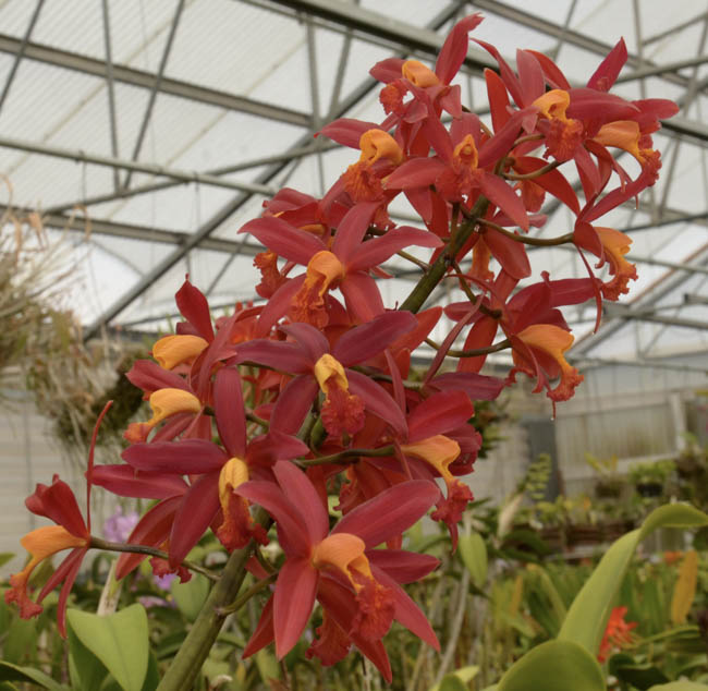 Cattleya Shinfong Little Rouge, Blooming Size
