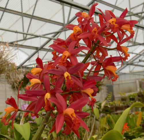 Cattleya Shinfong Little Rouge, Blooming Size