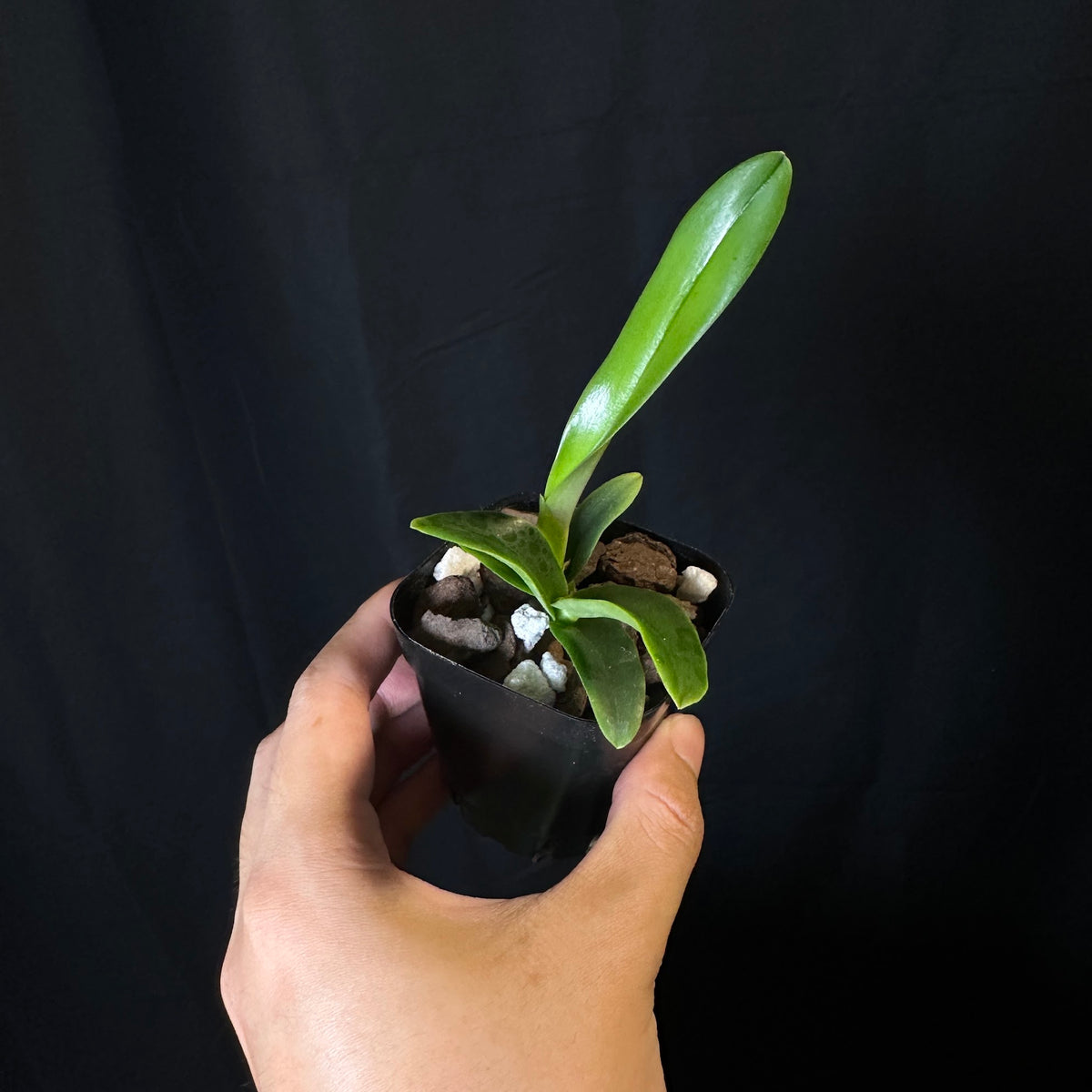 Cattleya mossiae 'Pink Square' x '#3', seedlings