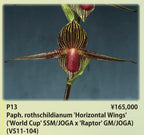 Paphiopedilum rothschildianum '2022-416' x 'Horizontal Wings', seedlings