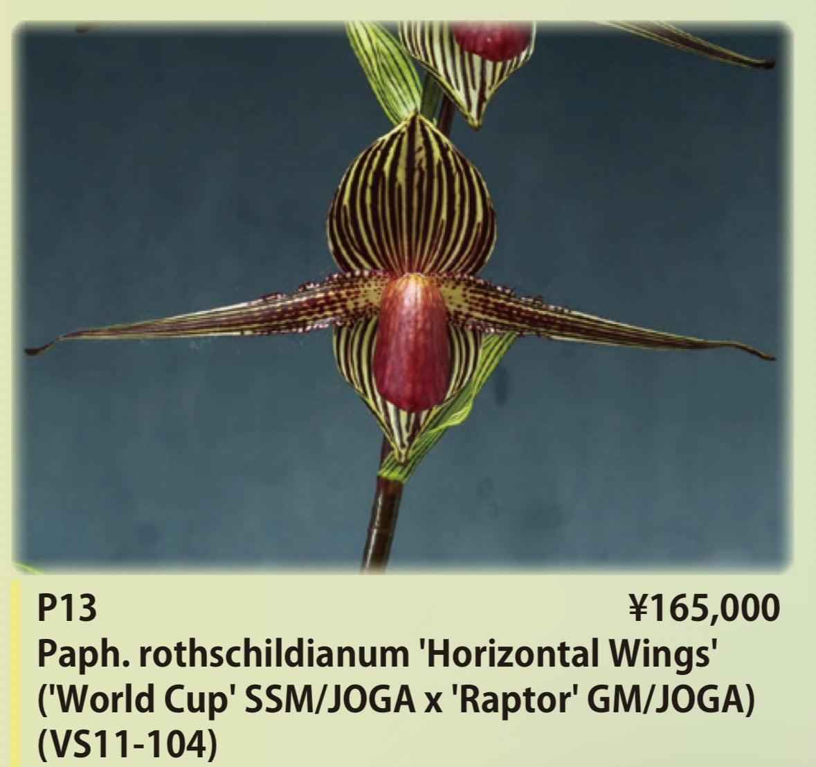Paphiopedilum rothschildianum '2022-416' x 'Horizontal Wings', seedlings