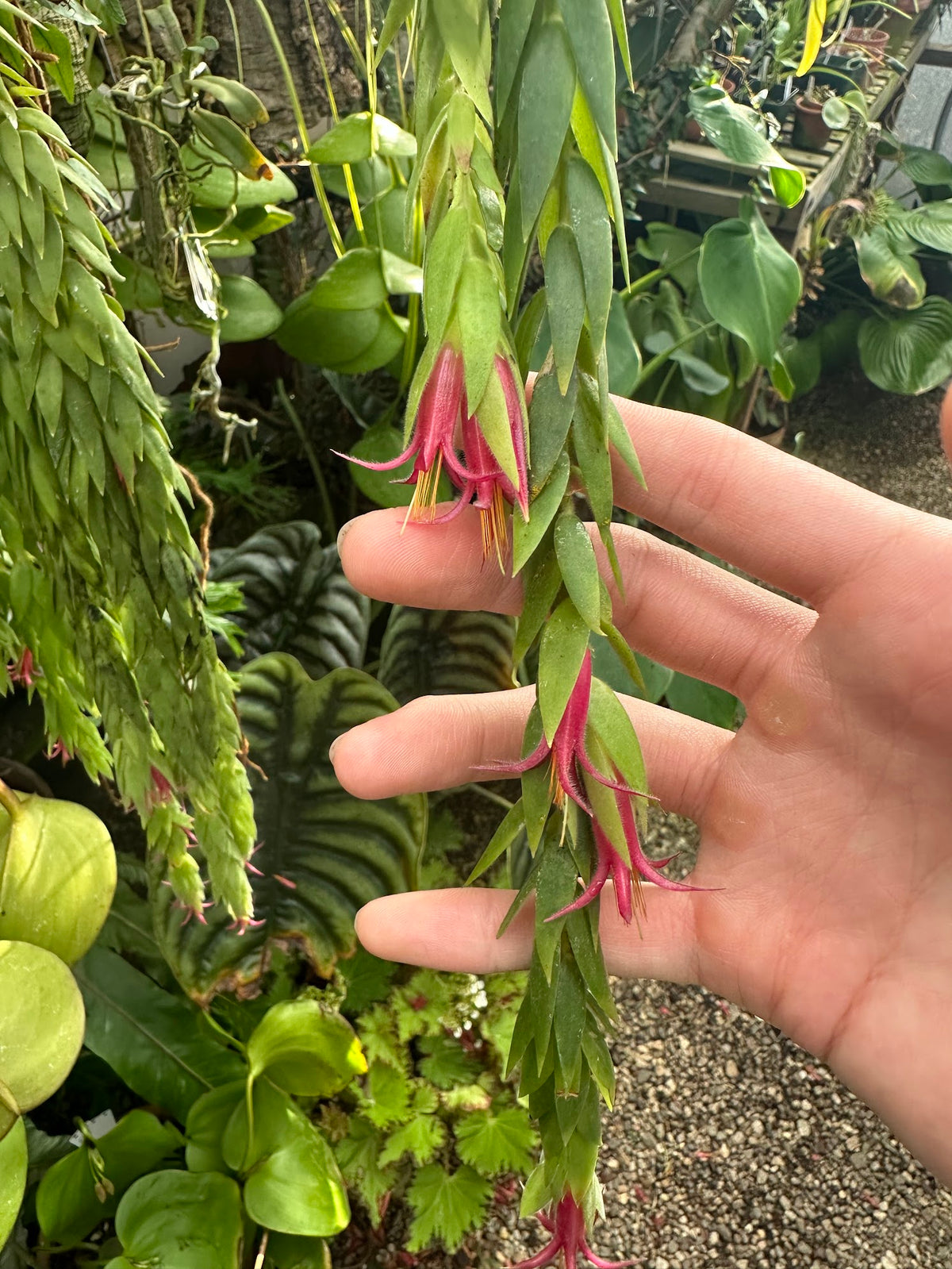 Ceratostema rauhii 'Alfred'