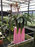 Paphiopedilum sanderianum, NBS