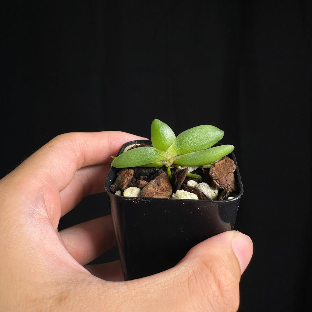 Angraecum leonis Madagascar form, seedling